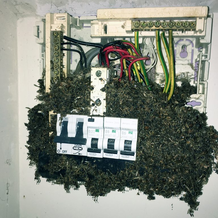 Outdoor unit overgrown with ivy